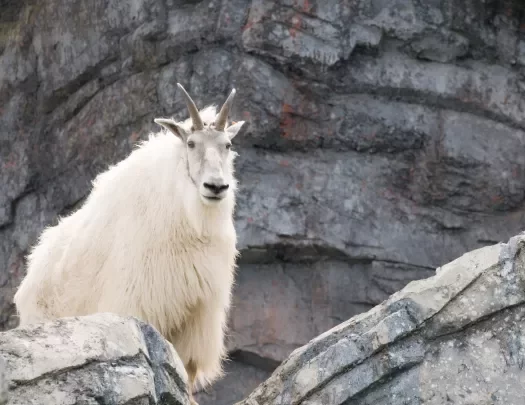 Close-up of Mountain Goat.