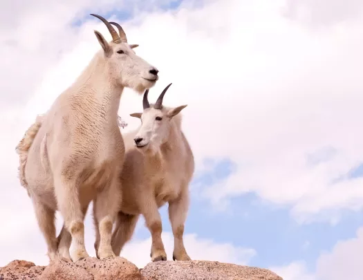 Mountain Goats against cloudy vista.