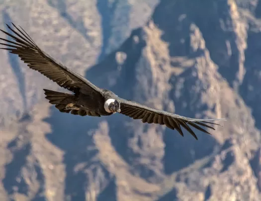 Shot of a Soaring Andean Condor.