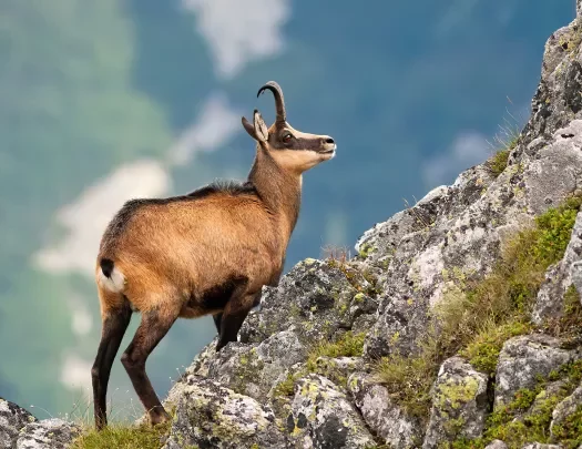 Wild mountain goat on rocky cliff.