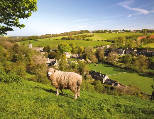 Sheep on a hill in the Cotswalds