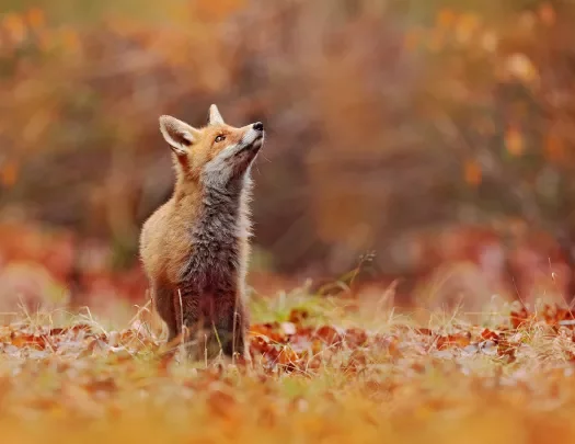 Fox among autumnal meadow.