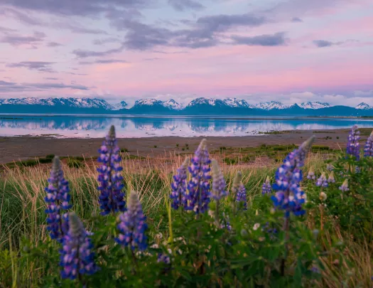 View of bay with flowers in the foreground