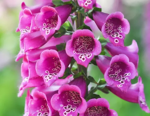 Closeup of blooming Snapdragon flowers.