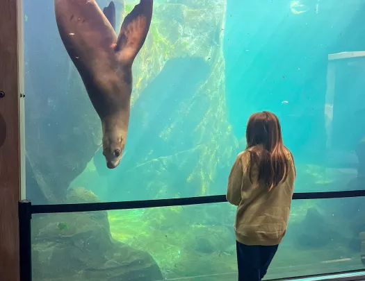 Seal in aquarium