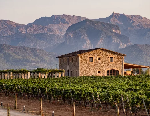 Wide shot of vineyard, stony building, craggy mountains in distance.