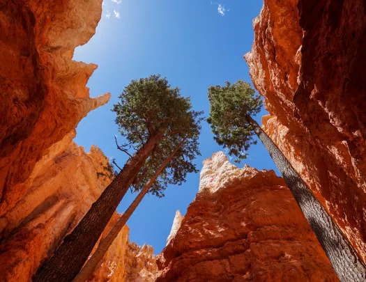 POV shot looking towards sky, orange cliffs, tall trees in frame.