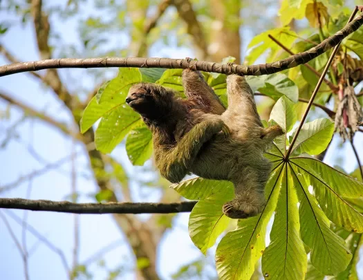 Sloth Hanging on Branch Costa Rica