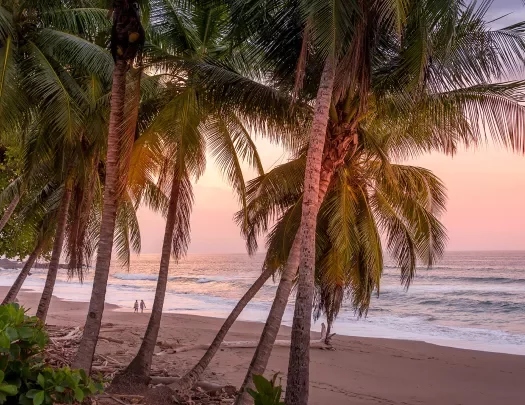 Palm Trees Walking on Beach During Sunset