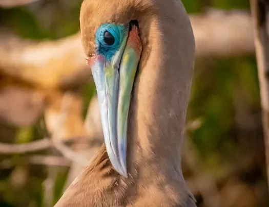 Bird Blue Galapagos