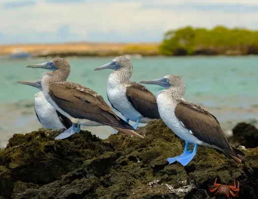 Blue-Footed Booby Coast Ecuador