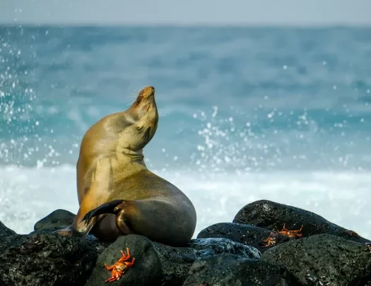 Seal and Crab On Rocks Ecuador