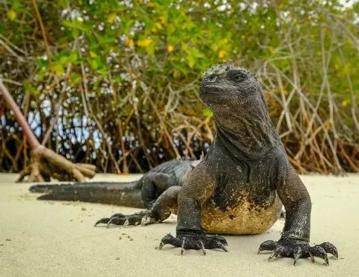 Land Iguana Galapagos 