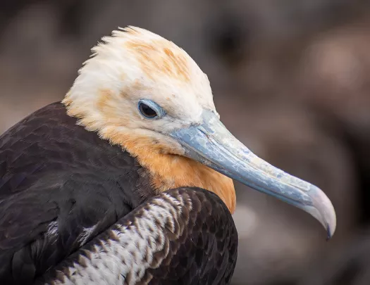 Brown Bird Galapagos 