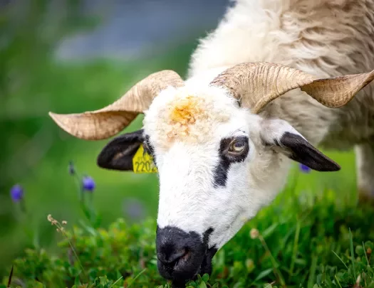 Shot of horned sheep.