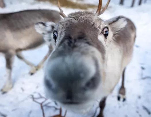 Baby Reindeer