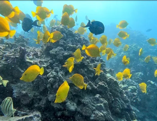 Colorful yellow fish swimming in the ocean by Hawaii