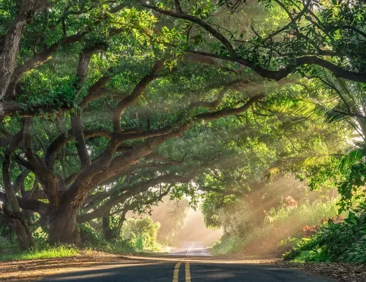 Road running through a shaded forest in Hawaii