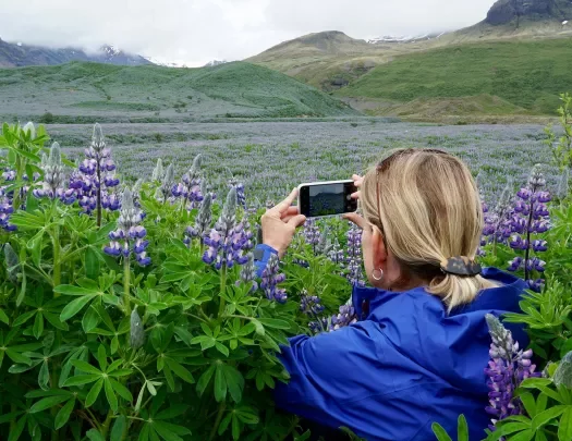 Guest taking landscape picture in field of flowers