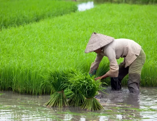 Vietnamese farmer harvesting crops