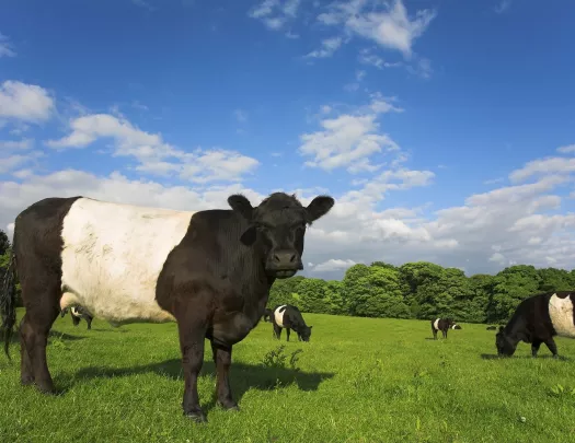 Shot of green pasture, cows, one looking at camera.