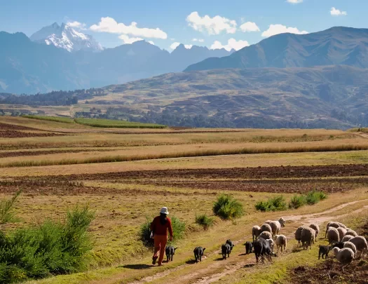 Shot of local shepherd w/ sheep, red dirt vista, mountains in distance. 