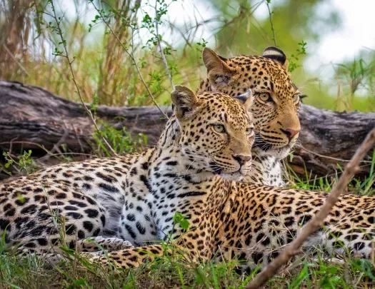 Leopards reclining together