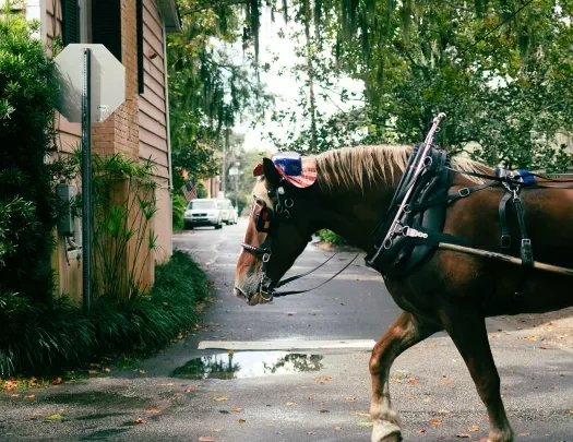 Shot of horse with American flag hat on, walking down street.