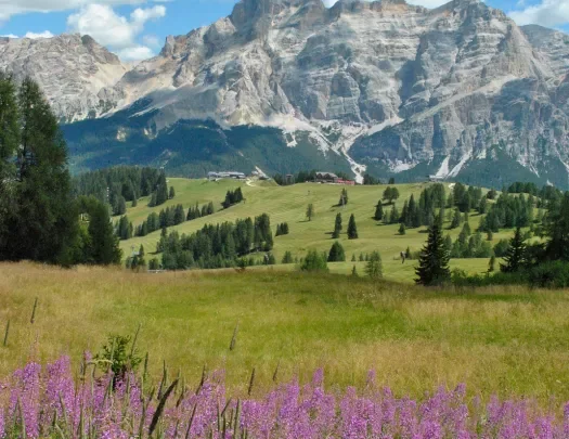 Wide shot of the Dolomites, hilltop village in middleground, purple flowers in foreground.