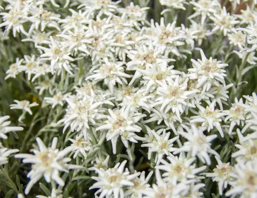 Famous flower Edelweiss (Leontopodium alpinum), symbol of alps, mountains. Shallow depth of field. Symbol of luck,inaccessibility and fortune. 