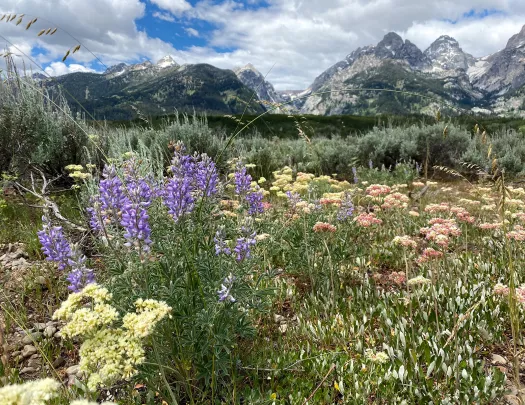 Colorful plants and lush backdrop