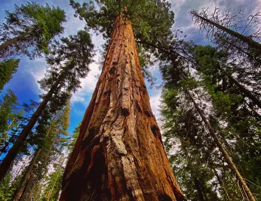 Long shot of redwood tree, full mass in frame.