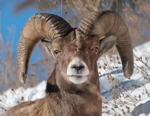 Stoic Mountain ram planted in the snowy landscape