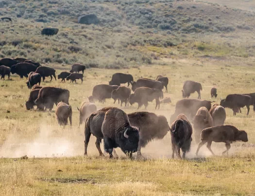Bison playing and stampeding while kicking up clouds of dust