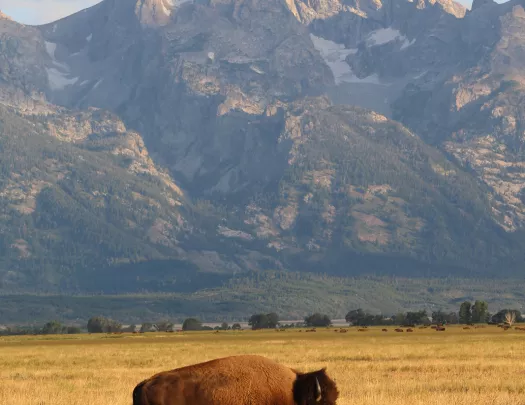 Bison standing in golden field 