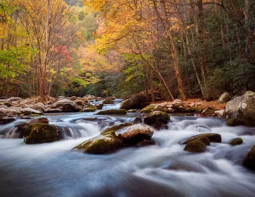 Wide shot of flowing river among autumnal forest.