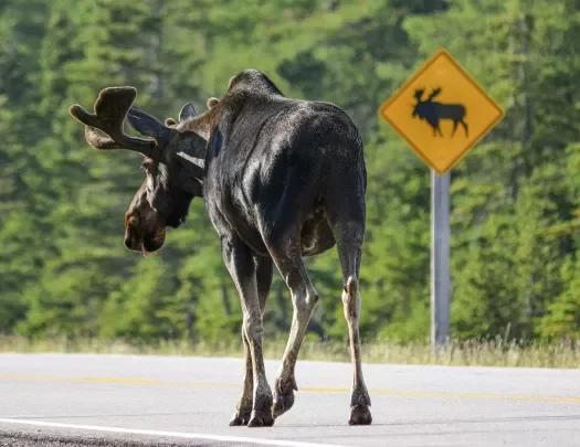 Large moose, "MOOSE X-ING" sign behind it.