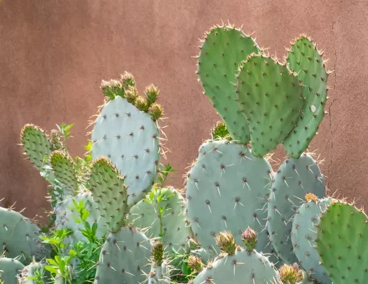 Cacti against clay wall