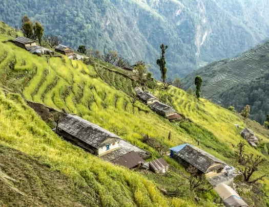 Rice Terraces on Annapurna Base Camp Trail