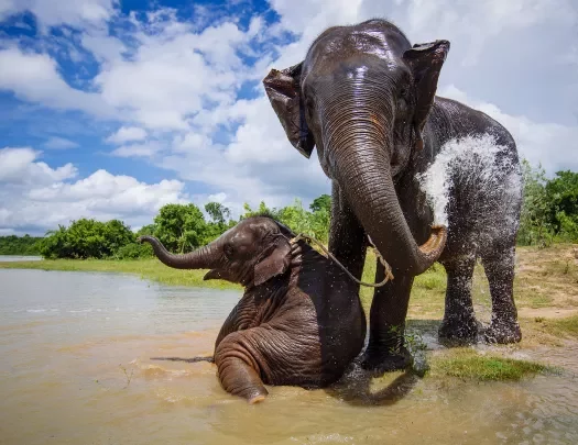 Elephants Bathing