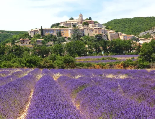Lavender Field and Old Town of Banon