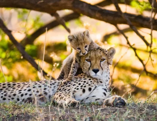 Mother cheetah and her cub in the savannah. Kenya. Tanzania. Africa. National Park. Serengeti. Maasai Mara. An excellent illustration