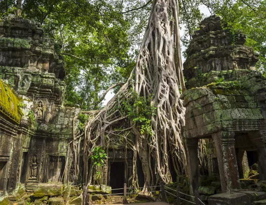 Ground shot of interior of Ta Prohm Temple, overgrowth covering it.