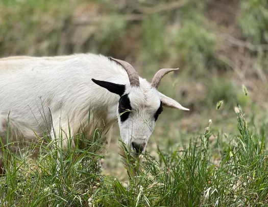 Close-up of a grazing goat. 