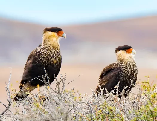 Close-up of two Crested Caracara.