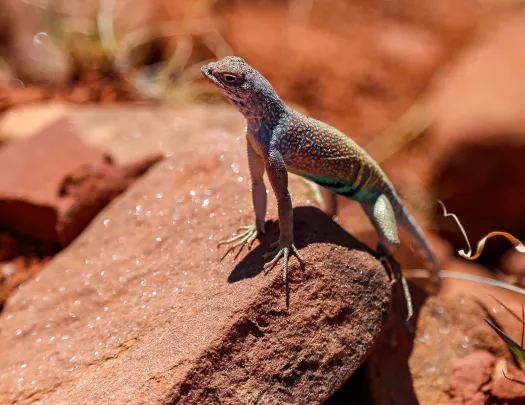 Gecko in AZ