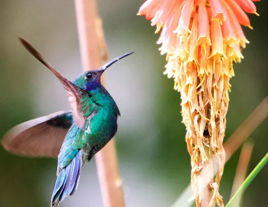 Hummingbird Columbia