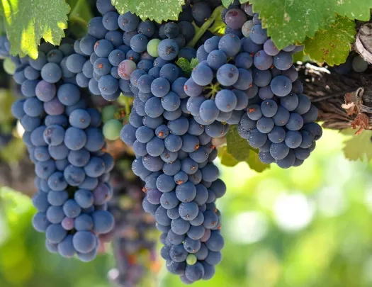 Close-up of red wine grapes.