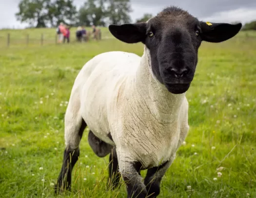 Baby Lamb England