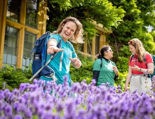 Guests Lupine England